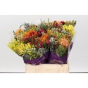SANTOS-EXOTEN SAFARI BOUQUET 