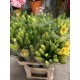LILIUM L.A. AMARILLO 1ª [2/3 FL]