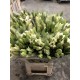 LILIUM L.A. BLANCO 1ª [2/3 FL]