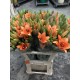 LILIUM L.A. NARANJA 1ª [2/3 FL]