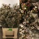 FLOR DE CERA NACIONAL BLANCA
