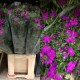 BARBATHUS AMAZON FUCSIA