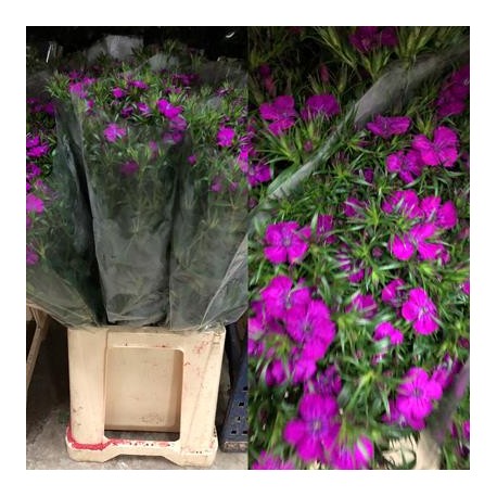 BARBATHUS AMAZON FUCSIA