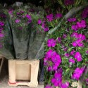 BARBATHUS AMAZON FUCSIA