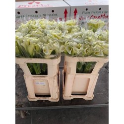 CALA BLANCA NACIONAL 70 CM X10