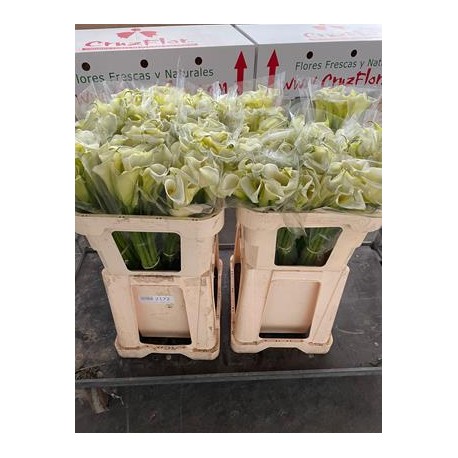 CALA BLANCA NACIONAL 70 CM X10