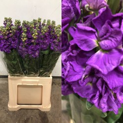 ALHELI NACIONAL MORADO 