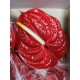 ANTHURIUM TROPICAL X16 NACIONAL
