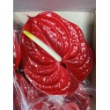 ANTHURIUM TROPICAL X16 NACIONAL