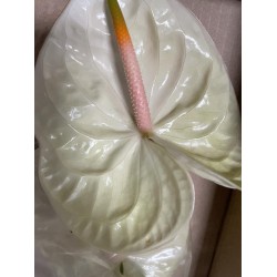 ANTHURIUM MOMENTS X16 NACIONAL 