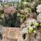 LISIANTHUS DOBLE NUDE RIZADO