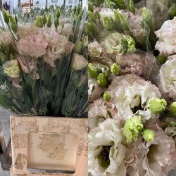 LISIANTHUS DOBLE NUDE RIZADO