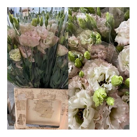 LISIANTHUS DOBLE NUDE RIZADO