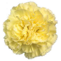 CLAVEL COLOMBIANO FANCY AMARILLO