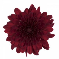 MARGARITA NACIONAL EURO ROJO