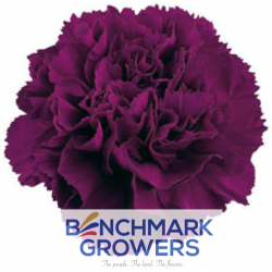 CLAVEL COLOMBIANO FANCY MORADO