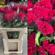 CELOSIA ROJA 80 CM