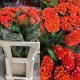 CELOSIA NARANJA 80 CM