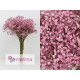 PANICULATA PINTADA ROSA 750 GR