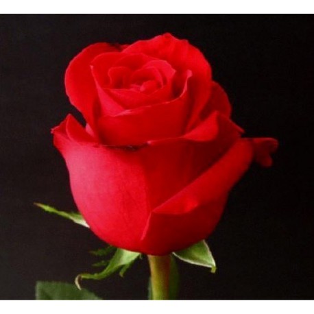 SANTOS-ROSA ECU ROJA FORTUNE 50 CM X25 