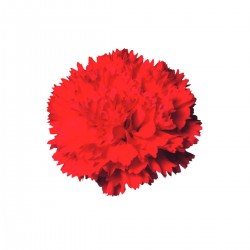 CLAVEL NACIONAL ROJO EX