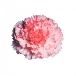 CLAVEL NACIONAL ROSA EX