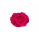 CLAVEL NACIONAL FUCSIA EX