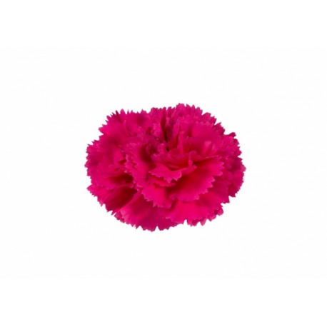 CLAVEL NACIONAL FUCSIA EX