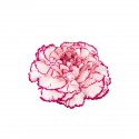 CLAVEL NACIONAL BICOLOR LILA