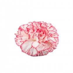 CLAVEL NACIONAL BICOLOR ROSA EX