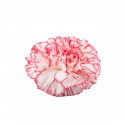 CLAVEL NACIONAL BICOLOR ROSA EX