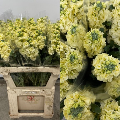 ALHELI NACIONAL CREMA 