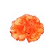 CLAVEL NACIONAL BICOLOR NARANJA EX