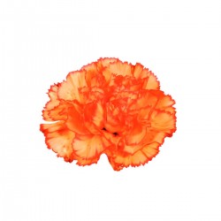 CLAVEL NACIONAL BICOLOR NARANJA EX
