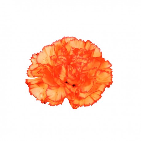 CLAVEL NACIONAL BICOLOR NARANJA EX