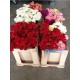 CLAVEL CORTO VARIADO 30/40 CM