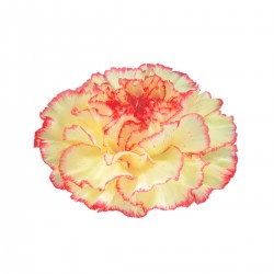 CLAVEL NACIONAL BICOLOR AMARILLO