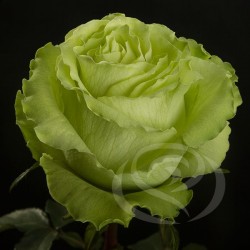 ROSA ECU WASSABI VERDE 50 CM X25