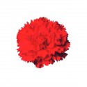 CLAVEL NACIONAL ROJO 1ª