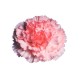 CLAVEL NACIONAL ROSA 1ª