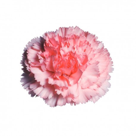 CLAVEL NACIONAL ROSA 1ª