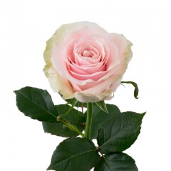 ROSA ECU PINK MONDIAL 70 CM X25