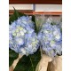 HORTENSIA AZUL CLARO COLOMBIA 60 CM