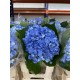 HORTENSIA AZUL OSC COLOMBIA 60 CM (X5)