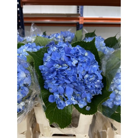 HORTENSIA AZUL OSC COLOMBIA 60 CM (X5)