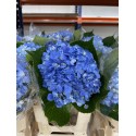 HORTENSIA AZUL OSC COLOMBIA 60 CM (X5)