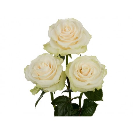 ROSA ECU MONDIAL BLANCA 50 CM X25 