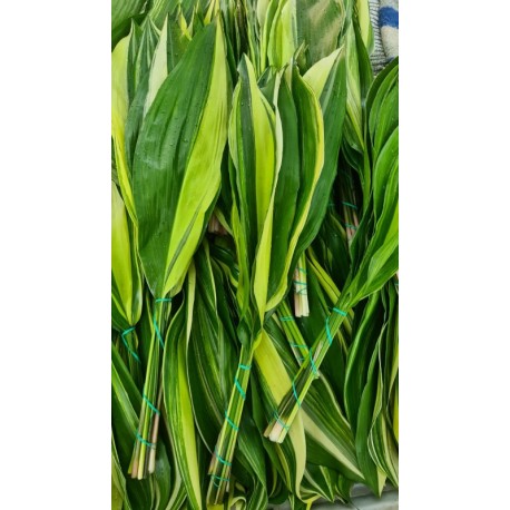 ASPIDISTRA BICOLOR 60 CM 