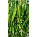 ASPIDISTRA BICOLOR 60 CM 