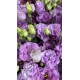 LISIANTHUS DOBLE METALIC BLUE